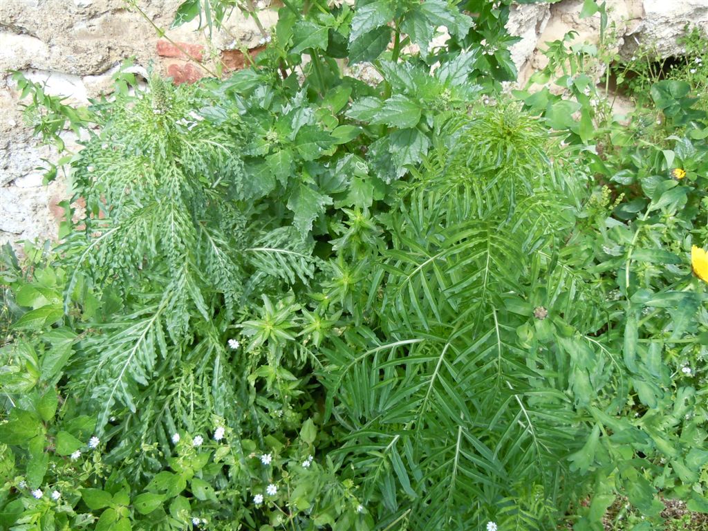 Reseda alba